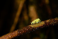 Weevil with new shoes, La Isla Escondida, Colombia A vibrant weevil found on a tree. It has an overall yellow to green appearance, with remarkable blue feet and antennae.<br />
https://www.jungledragon.com/image/73151/weevil_with_new_shoes_-_top_la_isla_escondida_colombia.html<br />
https://www.jungledragon.com/image/73152/weevil_with_new_shoes_-_front_la_isla_escondida_colombia.html<br />
https://www.jungledragon.com/image/73150/weevil_with_new_shoes_-_macro_la_isla_escondida_colombia.html Colombia,Colombia 2018,Colombia South,La Isla Escondida,Putumayo,South America,World