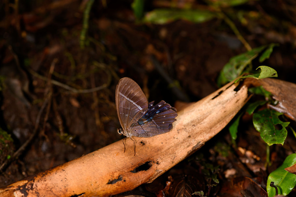 Lena pierella, La Isla Escondida, Colombia Now here's a proper screw-up. This is the only angle I have of this butterfly and both the photo and butterfly are in a bad shape. I didn't bother to chase it any further after it fled. Only now that I have the ID do I realize what a missed opportunity it is. Check out how beautiful it can be:<br />
<a href="https://en.wikipedia.org/wiki/Pierella_lena#/media/File:Pierella_lena_(Linnaeus,_1767)_(9513579689).jpg" rel="nofollow">https://en.wikipedia.org/wiki/Pierella_lena#/media/File:Pierella_lena_(Linnaeus,_1767)_(9513579689).jpg</a> Colombia,Colombia 2018,Colombia South,La Isla Escondida,Lena pierella,Pierella lena,Putumayo,South America,World