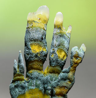 Trichocomaceae on palm nut - macro, La Isla Escondida, Colombia A follow-up to this earlier post:
https://www.jungledragon.com/image/72848/trichocomaceae_on_palm_nut_la_isla_escondida_colombia.html
This fungi parasites on palm nuts. We collected it and did some table-top shots to reveal its pretty unusual texture and color.

https://www.jungledragon.com/image/73156/trichocomaceae_on_palm_nut_-_closeup_la_isla_escondida_colombia.html Colombia,Colombia 2018,Colombia South,Fall,Geotagged,La Isla Escondida,Putumayo,South America,World
