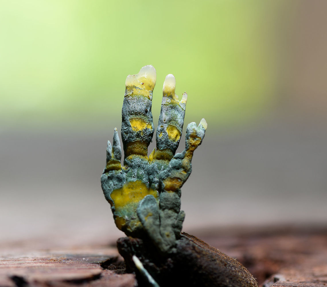 Trichocomaceae on palm nut - closeup, La Isla Escondida, Colombia A follow-up to this earlier post:<br />
<figure class="photo"><a href="https://www.jungledragon.com/image/72848/trichocomaceae_on_palm_nut_la_isla_escondida_colombia.html" title="Trichocomaceae on palm nut, La Isla Escondida, Colombia"><img src="https://s3.amazonaws.com/media.jungledragon.com/images/2/72848_thumb.jpg?AWSAccessKeyId=05GMT0V3GWVNE7GGM1R2&Expires=1769040010&Signature=HipVPKSkpYb%2BdM9rF%2F%2FoXRockf4%3D" width="200" height="152" alt="Trichocomaceae on palm nut, La Isla Escondida, Colombia This fungus initially sent us in the Cordyceps direction but it's not growing out of an insect, instead out of a palm nut. I got pointed out to this interesting discussion on mushroom observer suggesting it is likely from the family Trichocomaceae. <br />
<br />
https://mushroomobserver.org/279431?q=fIQP&amp;fbclid=IwAR0LJ6BmIKERMnzr-pt-9LF_tor-_wkTH2iOgFi-Rt77pVMaGFB6un8BiSs<br />
<br />
I have some better shots of a second example later in the set:<br />
https://www.jungledragon.com/image/73156/trichocomaceae_on_palm_nut_-_closeup_la_isla_escondida_colombia.html Colombia,Colombia 2018,Colombia South,La Isla Escondida,Putumayo,South America,World" /></a></figure><br />
This fungi parasites on palm nuts. We collected it and did some table-top shots to reveal its pretty unusual texture and color.<br />
<br />
<figure class="photo"><a href="https://www.jungledragon.com/image/73155/trichocomaceae_on_palm_nut_-_macro_la_isla_escondida_colombia.html" title="Trichocomaceae on palm nut - macro, La Isla Escondida, Colombia"><img src="https://s3.amazonaws.com/media.jungledragon.com/images/2/73155_thumb.jpg?AWSAccessKeyId=05GMT0V3GWVNE7GGM1R2&Expires=1769040010&Signature=7l5IemanEdNcmZfdY%2BcQ8W%2Bppdo%3D" width="150" height="152" alt="Trichocomaceae on palm nut - macro, La Isla Escondida, Colombia A follow-up to this earlier post:<br />
https://www.jungledragon.com/image/72848/trichocomaceae_on_palm_nut_la_isla_escondida_colombia.html<br />
This fungi parasites on palm nuts. We collected it and did some table-top shots to reveal its pretty unusual texture and color.<br />
<br />
https://www.jungledragon.com/image/73156/trichocomaceae_on_palm_nut_-_closeup_la_isla_escondida_colombia.html Colombia,Colombia 2018,Colombia South,Fall,Geotagged,La Isla Escondida,Putumayo,South America,World" /></a></figure> Colombia,Colombia 2018,Colombia South,Fall,Geotagged,La Isla Escondida,Putumayo,South America,World
