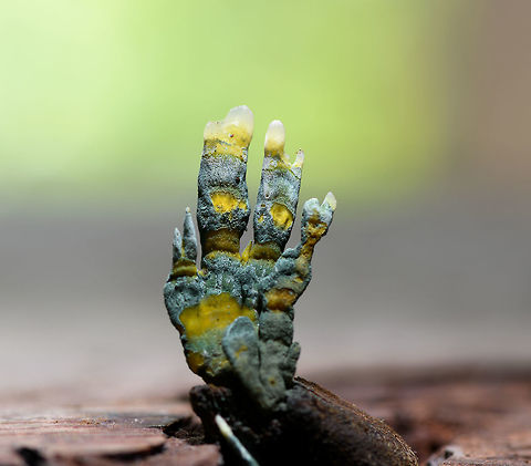 Trichocomaceae on palm nut - closeup, La Isla Escondida, Colombia A follow-up to this earlier post:
https://www.jungledragon.com/image/72848/trichocomaceae_on_palm_nut_la_isla_escondida_colombia.html
This fungi parasites on palm nuts. We collected it and did some table-top shots to reveal its pretty unusual texture and color.

https://www.jungledragon.com/image/73155/trichocomaceae_on_palm_nut_-_macro_la_isla_escondida_colombia.html Colombia,Colombia 2018,Colombia South,Fall,Geotagged,La Isla Escondida,Putumayo,South America,World