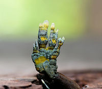 Trichocomaceae on palm nut - closeup, La Isla Escondida, Colombia A follow-up to this earlier post:<br />
https://www.jungledragon.com/image/72848/trichocomaceae_on_palm_nut_la_isla_escondida_colombia.html<br />
This fungi parasites on palm nuts. We collected it and did some table-top shots to reveal its pretty unusual texture and color.<br />
<br />
https://www.jungledragon.com/image/73155/trichocomaceae_on_palm_nut_-_macro_la_isla_escondida_colombia.html Colombia,Colombia 2018,Colombia South,Fall,Geotagged,La Isla Escondida,Putumayo,South America,World