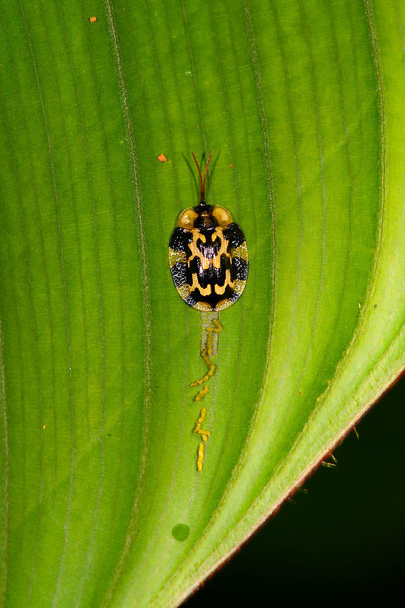 Panther-like Tortoise Beetle, La Isla Escondida, Colombia A gorgeous Tortoise beetle with explicit yellow/black patterns. I&#039;m wondering if its crapping here, because if you look closely, there&#039;s a damaged path to the leaf, it may be feeding waste instead, not sure. Aslamidium capense,Colombia,Colombia 2018,Colombia South,La Isla Escondida,Putumayo,South America,World