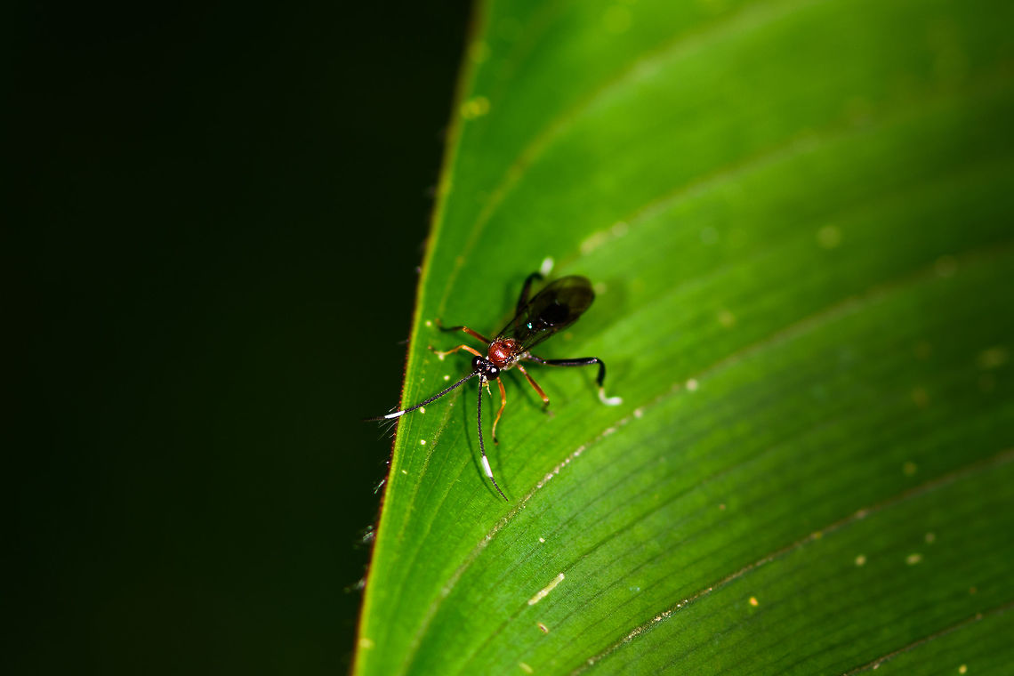 Parasitoid wasp(?), La Isla Escondida, Colombia  Colombia,Colombia 2018,Colombia South,La Isla Escondida,Putumayo,South America,World
