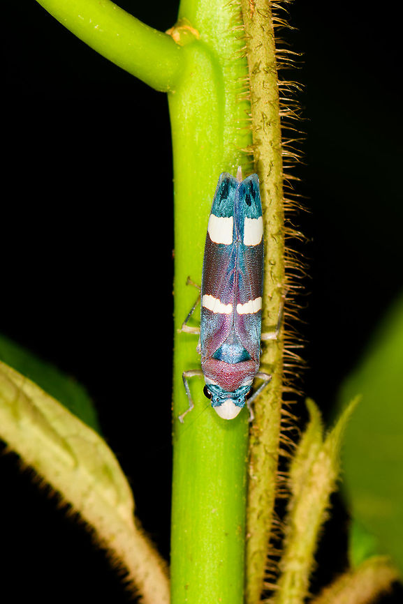 Abana horvathi, La Isla Escondida, Colombia Second observation of this vibrant species in La Isla Escondida.<br />
<figure class="photo"><a href="https://www.jungledragon.com/image/73237/abana_horvathi_-_closeup_la_isla_escondida_colombia.html" title="Abana horvathi - closeup, La Isla Escondida, Colombia"><img src="https://s3.amazonaws.com/media.jungledragon.com/images/2/73237_thumb.jpg?AWSAccessKeyId=05GMT0V3GWVNE7GGM1R2&Expires=1769040010&Signature=X%2F1VjhrfMy4PZ91lJ8FIvS8vBIo%3D" width="200" height="134" alt="Abana horvathi - closeup, La Isla Escondida, Colombia Second observation of this vibrant species in La Isla Escondida.<br />
https://www.jungledragon.com/image/73236/abana_horvathi_la_isla_escondida_colombia.html Abana horvathi,Colombia,Colombia 2018,Colombia South,La Isla Escondida,Putumayo,South America,World" /></a></figure> Abana horvathi,Colombia,Colombia 2018,Colombia South,La Isla Escondida,Putumayo,South America,World