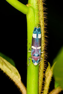 Abana horvathi, La Isla Escondida, Colombia Second observation of this vibrant species in La Isla Escondida.
https://www.jungledragon.com/image/73237/abana_horvathi_-_closeup_la_isla_escondida_colombia.html Abana horvathi,Colombia,Colombia 2018,Colombia South,La Isla Escondida,Putumayo,South America,World