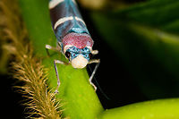 Abana horvathi - closeup, La Isla Escondida, Colombia Second observation of this vibrant species in La Isla Escondida.<br />
https://www.jungledragon.com/image/73236/abana_horvathi_la_isla_escondida_colombia.html Abana horvathi,Colombia,Colombia 2018,Colombia South,La Isla Escondida,Putumayo,South America,World