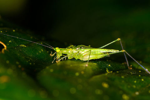 Lengthy green katydid, La Isla Escondida, Colombia With awesome cartoon-like eyes. Colombia,Colombia 2018,Colombia South,La Isla Escondida,Putumayo,South America,World