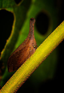 Orange Treehopper - closeup, La Isla Escondida, Colombia https://www.jungledragon.com/image/73247/orange_treehopper_la_isla_escondida_colombia.html Colombia,Colombia 2018,Colombia South,La Isla Escondida,Putumayo,South America,World