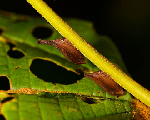 Orange Treehopper, La Isla Escondida, Colombia https://www.jungledragon.com/image/73246/orange_treehopper_-_closeup_la_isla_escondida_colombia.html Colombia,Colombia 2018,Colombia South,La Isla Escondida,Putumayo,South America,World