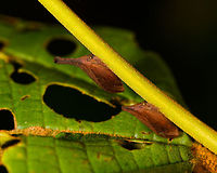 Orange Treehopper, La Isla Escondida, Colombia https://www.jungledragon.com/image/73246/orange_treehopper_-_closeup_la_isla_escondida_colombia.html Colombia,Colombia 2018,Colombia South,La Isla Escondida,Putumayo,South America,World