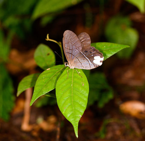 Lucia pierella, La Isla Escondida, Colombia  Colombia,Colombia 2018,Colombia South,La Isla Escondida,Lucia pierella,Pierella lucia,Putumayo,South America,World