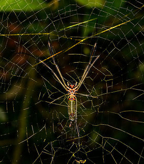 Nephila clavipes, La Isla Escondida  Colombia,Colombia 2018,Colombia South,La Isla Escondida,Nephila clavipes,Putumayo,South America,World