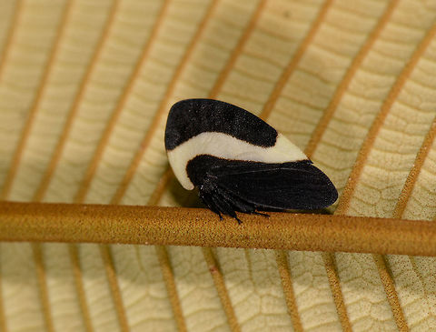Membracis tectigera, La Isla Escondida, Colombia  Colombia,Colombia 2018,Colombia South,La Isla Escondida,Membracis tectigera,Putumayo,South America,World