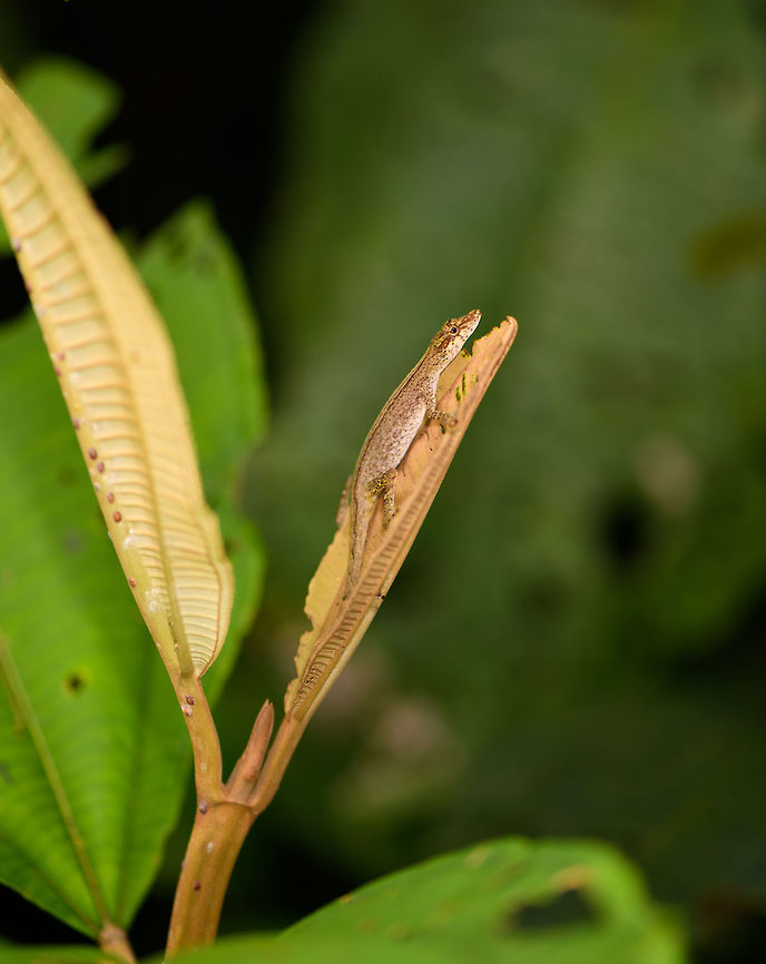 Small Anolis sp., La Isla Escondida <figure class="photo"><a href="https://www.jungledragon.com/image/73254/small_anolis_sp._closeup_la_isla_escondida.html" title="Small Anolis sp. / closeup, La Isla Escondida"><img src="https://s3.amazonaws.com/media.jungledragon.com/images/2/73254_thumb.jpg?AWSAccessKeyId=05GMT0V3GWVNE7GGM1R2&Expires=1770854410&Signature=9mupPoYWExzIu%2F4AwxkdGUyFeo8%3D" width="200" height="132" alt="Small Anolis sp. / closeup, La Isla Escondida The JungleDragon loves you all very, very much :)<br />
https://www.jungledragon.com/image/73253/small_anolis_sp._la_isla_escondida.html Colombia,Colombia 2018,Colombia South,La Isla Escondida,Putumayo,South America,World" /></a></figure> Colombia,Colombia 2018,Colombia South,La Isla Escondida,Putumayo,South America,World