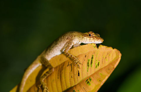 Small Anolis sp. / closeup, La Isla Escondida The JungleDragon loves you all very, very much :)
https://www.jungledragon.com/image/73253/small_anolis_sp._la_isla_escondida.html Colombia,Colombia 2018,Colombia South,La Isla Escondida,Putumayo,South America,World