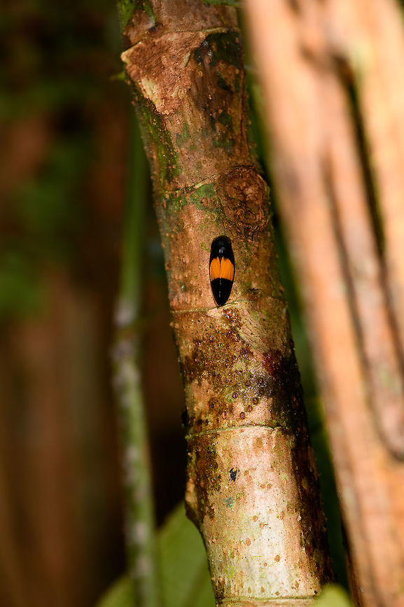 Spittlebug, La Isla Escondida, Colombia Similar observation:<br />
<a href="https://www.flickr.com/photos/andreaskay/31594926285/in/album-72157629662903473/" rel="nofollow">https://www.flickr.com/photos/andreaskay/31594926285/in/album-72157629662903473/</a> Colombia,Colombia 2018,Colombia South,Fall,Geotagged,La Isla Escondida,Putumayo,South America,World