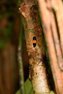 Spittlebug, La Isla Escondida, Colombia Similar observation:
https://www.flickr.com/photos/andreaskay/31594926285/in/album-72157629662903473/ Colombia,Colombia 2018,Colombia South,Fall,Geotagged,La Isla Escondida,Putumayo,South America,World