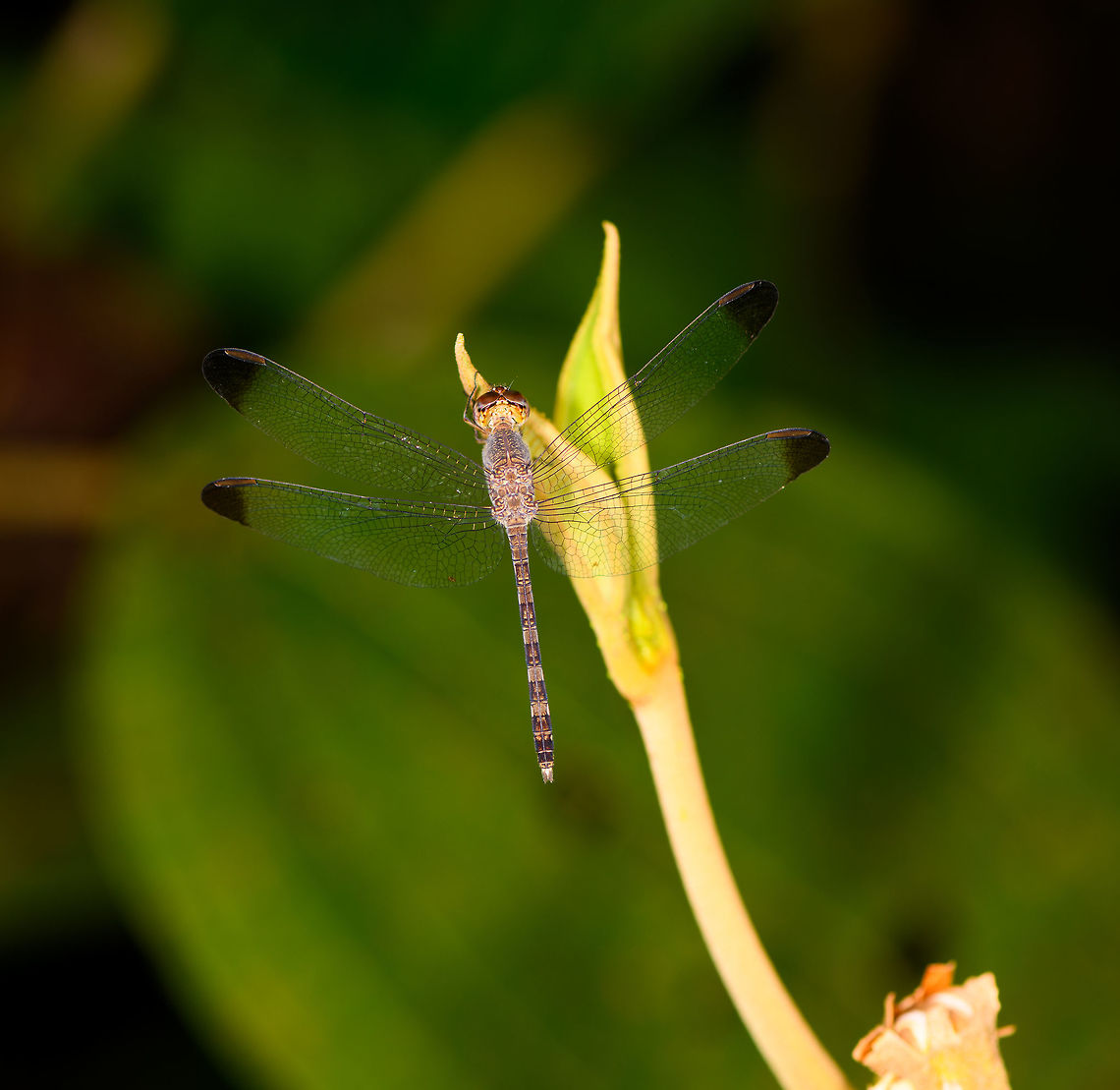 Uracis fastigiata, La Isla Escondida, Colombia Second observation of this species. Note how by total coincidence it is almost identical to the first one, taken 3 days earlier:<br />
<figure class="photo"><a href="https://www.jungledragon.com/image/69533/dragonfly_la_isla_escondida_colombia.html" title="Dragonfly, La Isla Escondida, Colombia"><img src="https://s3.amazonaws.com/media.jungledragon.com/images/2/69533_thumb.jpg?AWSAccessKeyId=05GMT0V3GWVNE7GGM1R2&Expires=1769040010&Signature=EdYCimNkR3qQNxi9RHPhiLVru8c%3D" width="200" height="176" alt="Dragonfly, La Isla Escondida, Colombia The set I have shared so far of our 2018 Colombia trip was a 2 hour warm-up session on the outskirts of the city of Orito, you can find this subset here:<br />
<br />
https://www.jungledragon.com/tag/50893/orito.html<br />
<br />
On this day after, our real trip would start as we would enter the jungle and stay for 5 nights in La Isla Escondida, so I'll be grouping that location under this tag:<br />
<br />
https://www.jungledragon.com/tag/50999/la_isla_escondida.html<br />
<br />
It's going to be a big subset as close to 50% of photos in our total set come from this one awesome location.<br />
<br />
Back on topic: this first observation is obviously a dragonfly, an interesting pattern is that throughout this year's trip we did not see that many of them, and most that we saw looked pretty dull like this. A strange anomaly to the incredible diversity of other insect orders in Colombia.<br />
<br />
It looks like it may be a difficult one to identify, but will try on FB in some enthusiast groups. Colombia,Colombia 2018,Colombia South,La Isla Escondida,Putumayo,South America,Uracis fastigiata,World" /></a></figure>  Colombia,Colombia 2018,Colombia South,Fall,Geotagged,La Isla Escondida,Putumayo,South America,Uracis fastigiata,World