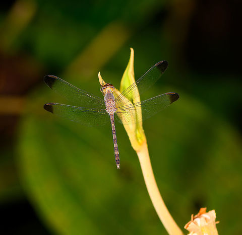 Uracis fastigiata, La Isla Escondida, Colombia Second observation of this species. Note how by total coincidence it is almost identical to the first one, taken 3 days earlier:
https://www.jungledragon.com/image/69533/dragonfly_la_isla_escondida_colombia.html  Colombia,Colombia 2018,Colombia South,Fall,Geotagged,La Isla Escondida,Putumayo,South America,Uracis fastigiata,World