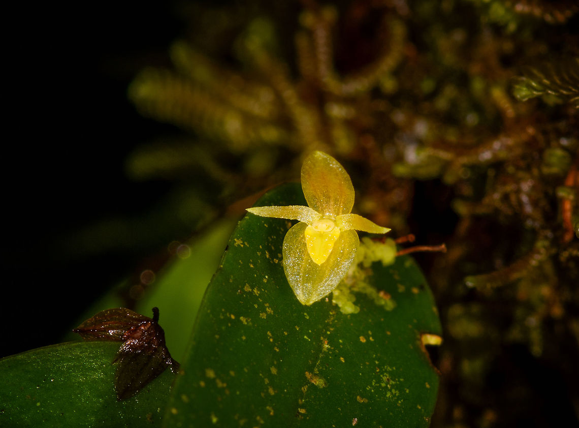 Yellow Pleurothallis sp., La Isla Escondida, Colombia Yellow miniature orchid, this is a huge crop. The flower is about 2-3mm. Experts don't recognize it thus far, so leaving it at the genus for now. Colombia,Colombia 2018,Colombia South,La Isla Escondida,Putumayo,South America,World