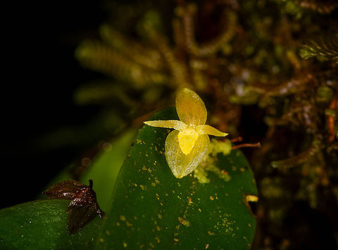 Yellow Pleurothallis sp., La Isla Escondida, Colombia Yellow miniature orchid, this is a huge crop. The flower is about 2-3mm. Experts don't recognize it thus far, so leaving it at the genus for now. Colombia,Colombia 2018,Colombia South,La Isla Escondida,Putumayo,South America,World