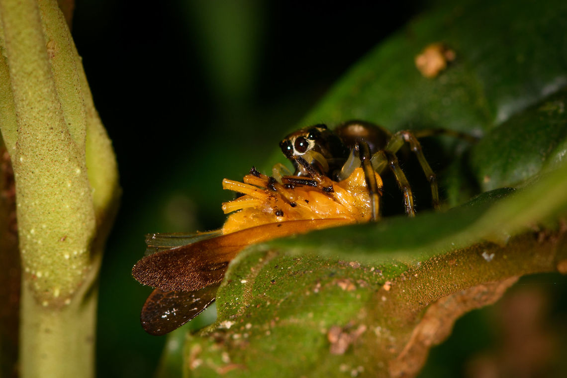 Leopard Jumping Spider, La Isla Escondida, Colombia It's a well known fact that jumping spiders are amazing hunters. Yet this observation is a display of a skill we did not know about. When discovering a jumping spider, they soon discover you. After that it's typically a game of hide and seek as you try to keep finding it again as it navigates across a complex 3D scene of leafs.<br />
<figure class="photo"><a href="https://www.jungledragon.com/image/73261/leopard_jumping_spider_-_side_view_la_isla_escondida_colombia.html" title="Leopard Jumping Spider - side view, La Isla Escondida, Colombia"><img src="https://s3.amazonaws.com/media.jungledragon.com/images/2/73261_thumb.jpg?AWSAccessKeyId=05GMT0V3GWVNE7GGM1R2&Expires=1769040010&Signature=ilWtcROdkqn3U39uka47ijKFvls%3D" width="200" height="134" alt="Leopard Jumping Spider - side view, La Isla Escondida, Colombia It's a well known fact that jumping spiders are amazing hunters. Yet this observation is a display of a skill we did not know about. When discovering a jumping spider, they soon discover you. After that it's typically a game of hide and seek as you try to keep finding it again as it navigates across a complex 3D scene of leafs.<br />
https://www.jungledragon.com/image/73260/leopard_jumping_spider_la_isla_escondida_colombia.html<br />
https://www.jungledragon.com/image/73262/leopard_jumping_spider_-_front_view_la_isla_escondida_colombia.html<br />
This jumping spider didn't have the luxury to torment us as it just had caught fresh prey. Instead of abandoning it to flee, it took this giant prey and jumped a few "stories" both up and down on different levels of foliage whilst carrying the prey. Effortlessly.  Colombia,Colombia 2018,Colombia South,La Isla Escondida,Putumayo,South America,World" /></a></figure><br />
<figure class="photo"><a href="https://www.jungledragon.com/image/73262/leopard_jumping_spider_-_front_view_la_isla_escondida_colombia.html" title="Leopard Jumping Spider - front view, La Isla Escondida, Colombia"><img src="https://s3.amazonaws.com/media.jungledragon.com/images/2/73262_thumb.jpg?AWSAccessKeyId=05GMT0V3GWVNE7GGM1R2&Expires=1769040010&Signature=9x%2BJgbi7aR3FXwZUq%2FiZSvN26Mw%3D" width="200" height="152" alt="Leopard Jumping Spider - front view, La Isla Escondida, Colombia It's a well known fact that jumping spiders are amazing hunters. Yet this observation is a display of a skill we did not know about. When discovering a jumping spider, they soon discover you. After that it's typically a game of hide and seek as you try to keep finding it again as it navigates across a complex 3D scene of leafs.<br />
https://www.jungledragon.com/image/73260/leopard_jumping_spider_la_isla_escondida_colombia.html<br />
https://www.jungledragon.com/image/73261/leopard_jumping_spider_-_side_view_la_isla_escondida_colombia.html<br />
This jumping spider didn't have the luxury to torment us as it just had caught fresh prey. Instead of abandoning it to flee, it took this giant prey and jumped a few "stories" both up and down on different levels of foliage whilst carrying the prey. Effortlessly.  Colombia,Colombia 2018,Colombia South,La Isla Escondida,Putumayo,South America,World" /></a></figure><br />
This jumping spider didn't have the luxury to torment us as it just had caught fresh prey. Instead of abandoning it to flee, it took this giant prey and jumped a few "stories" both up and down on different levels of foliage whilst carrying the prey. Effortlessly.  Colombia,Colombia 2018,Colombia South,La Isla Escondida,Putumayo,South America,World