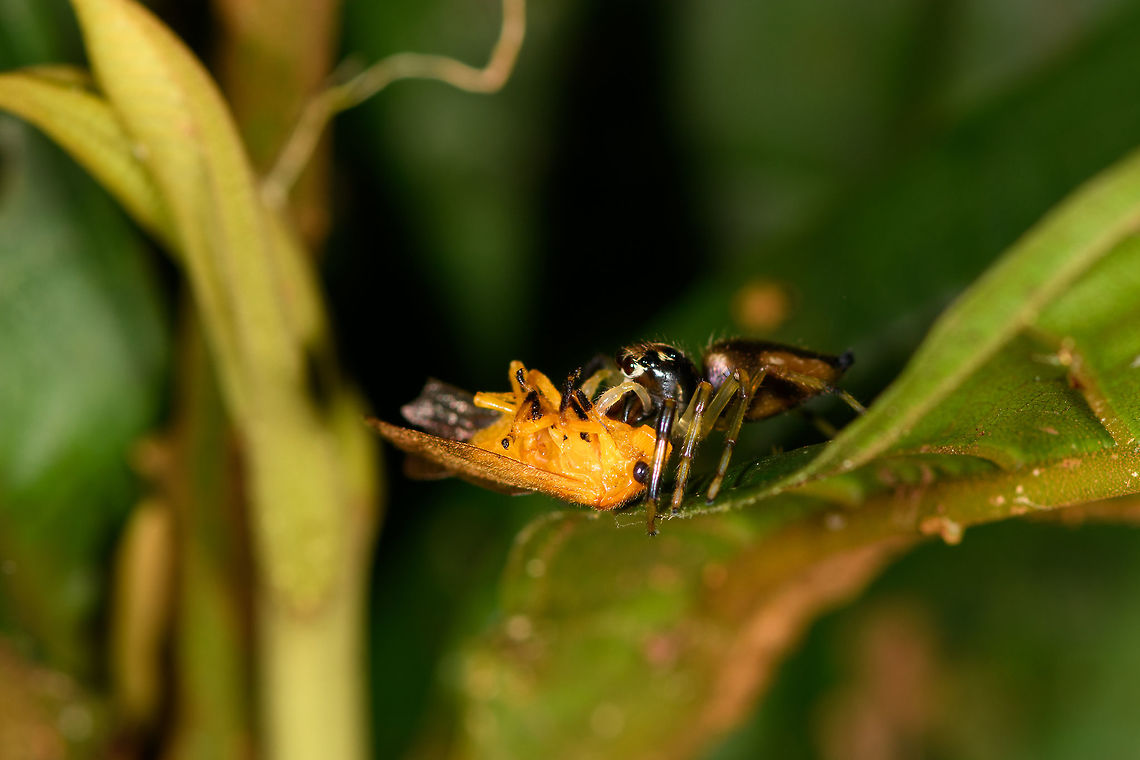 Leopard Jumping Spider - side view, La Isla Escondida, Colombia It's a well known fact that jumping spiders are amazing hunters. Yet this observation is a display of a skill we did not know about. When discovering a jumping spider, they soon discover you. After that it's typically a game of hide and seek as you try to keep finding it again as it navigates across a complex 3D scene of leafs.<br />
<figure class="photo"><a href="https://www.jungledragon.com/image/73260/leopard_jumping_spider_la_isla_escondida_colombia.html" title="Leopard Jumping Spider, La Isla Escondida, Colombia"><img src="https://s3.amazonaws.com/media.jungledragon.com/images/2/73260_thumb.jpg?AWSAccessKeyId=05GMT0V3GWVNE7GGM1R2&Expires=1759968010&Signature=RMKnC6bk9cBdPoNTav2ddhtGVv0%3D" width="200" height="134" alt="Leopard Jumping Spider, La Isla Escondida, Colombia It's a well known fact that jumping spiders are amazing hunters. Yet this observation is a display of a skill we did not know about. When discovering a jumping spider, they soon discover you. After that it's typically a game of hide and seek as you try to keep finding it again as it navigates across a complex 3D scene of leafs.<br />
https://www.jungledragon.com/image/73261/leopard_jumping_spider_-_side_view_la_isla_escondida_colombia.html<br />
https://www.jungledragon.com/image/73262/leopard_jumping_spider_-_front_view_la_isla_escondida_colombia.html<br />
This jumping spider didn't have the luxury to torment us as it just had caught fresh prey. Instead of abandoning it to flee, it took this giant prey and jumped a few "stories" both up and down on different levels of foliage whilst carrying the prey. Effortlessly. Colombia,Colombia 2018,Colombia South,La Isla Escondida,Putumayo,South America,World" /></a></figure><br />
<figure class="photo"><a href="https://www.jungledragon.com/image/73262/leopard_jumping_spider_-_front_view_la_isla_escondida_colombia.html" title="Leopard Jumping Spider - front view, La Isla Escondida, Colombia"><img src="https://s3.amazonaws.com/media.jungledragon.com/images/2/73262_thumb.jpg?AWSAccessKeyId=05GMT0V3GWVNE7GGM1R2&Expires=1759968010&Signature=%2F2LwfW5M5KkQQ82K5ITWCLvIIsM%3D" width="200" height="152" alt="Leopard Jumping Spider - front view, La Isla Escondida, Colombia It's a well known fact that jumping spiders are amazing hunters. Yet this observation is a display of a skill we did not know about. When discovering a jumping spider, they soon discover you. After that it's typically a game of hide and seek as you try to keep finding it again as it navigates across a complex 3D scene of leafs.<br />
https://www.jungledragon.com/image/73260/leopard_jumping_spider_la_isla_escondida_colombia.html<br />
https://www.jungledragon.com/image/73261/leopard_jumping_spider_-_side_view_la_isla_escondida_colombia.html<br />
This jumping spider didn't have the luxury to torment us as it just had caught fresh prey. Instead of abandoning it to flee, it took this giant prey and jumped a few "stories" both up and down on different levels of foliage whilst carrying the prey. Effortlessly. Colombia,Colombia 2018,Colombia South,La Isla Escondida,Putumayo,South America,World" /></a></figure><br />
This jumping spider didn't have the luxury to torment us as it just had caught fresh prey. Instead of abandoning it to flee, it took this giant prey and jumped a few "stories" both up and down on different levels of foliage whilst carrying the prey. Effortlessly. Colombia,Colombia 2018,Colombia South,La Isla Escondida,Putumayo,South America,World
