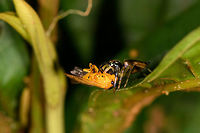 Leopard Jumping Spider - side view, La Isla Escondida, Colombia It's a well known fact that jumping spiders are amazing hunters. Yet this observation is a display of a skill we did not know about. When discovering a jumping spider, they soon discover you. After that it's typically a game of hide and seek as you try to keep finding it again as it navigates across a complex 3D scene of leafs.<br />
https://www.jungledragon.com/image/73260/leopard_jumping_spider_la_isla_escondida_colombia.html<br />
https://www.jungledragon.com/image/73262/leopard_jumping_spider_-_front_view_la_isla_escondida_colombia.html<br />
This jumping spider didn't have the luxury to torment us as it just had caught fresh prey. Instead of abandoning it to flee, it took this giant prey and jumped a few "stories" both up and down on different levels of foliage whilst carrying the prey. Effortlessly.  Colombia,Colombia 2018,Colombia South,La Isla Escondida,Putumayo,South America,World