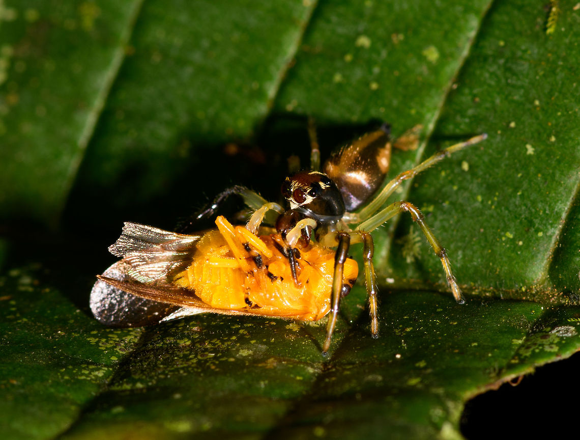 Leopard Jumping Spider - front view, La Isla Escondida, Colombia It's a well known fact that jumping spiders are amazing hunters. Yet this observation is a display of a skill we did not know about. When discovering a jumping spider, they soon discover you. After that it's typically a game of hide and seek as you try to keep finding it again as it navigates across a complex 3D scene of leafs.<br />
<figure class="photo"><a href="https://www.jungledragon.com/image/73260/leopard_jumping_spider_la_isla_escondida_colombia.html" title="Leopard Jumping Spider, La Isla Escondida, Colombia"><img src="https://s3.amazonaws.com/media.jungledragon.com/images/2/73260_thumb.jpg?AWSAccessKeyId=05GMT0V3GWVNE7GGM1R2&Expires=1759968010&Signature=RMKnC6bk9cBdPoNTav2ddhtGVv0%3D" width="200" height="134" alt="Leopard Jumping Spider, La Isla Escondida, Colombia It's a well known fact that jumping spiders are amazing hunters. Yet this observation is a display of a skill we did not know about. When discovering a jumping spider, they soon discover you. After that it's typically a game of hide and seek as you try to keep finding it again as it navigates across a complex 3D scene of leafs.<br />
https://www.jungledragon.com/image/73261/leopard_jumping_spider_-_side_view_la_isla_escondida_colombia.html<br />
https://www.jungledragon.com/image/73262/leopard_jumping_spider_-_front_view_la_isla_escondida_colombia.html<br />
This jumping spider didn't have the luxury to torment us as it just had caught fresh prey. Instead of abandoning it to flee, it took this giant prey and jumped a few "stories" both up and down on different levels of foliage whilst carrying the prey. Effortlessly. Colombia,Colombia 2018,Colombia South,La Isla Escondida,Putumayo,South America,World" /></a></figure><br />
<figure class="photo"><a href="https://www.jungledragon.com/image/73261/leopard_jumping_spider_-_side_view_la_isla_escondida_colombia.html" title="Leopard Jumping Spider - side view, La Isla Escondida, Colombia"><img src="https://s3.amazonaws.com/media.jungledragon.com/images/2/73261_thumb.jpg?AWSAccessKeyId=05GMT0V3GWVNE7GGM1R2&Expires=1759968010&Signature=nBGRfHegEIF9zBsp8fQsjZqgyr8%3D" width="200" height="134" alt="Leopard Jumping Spider - side view, La Isla Escondida, Colombia It's a well known fact that jumping spiders are amazing hunters. Yet this observation is a display of a skill we did not know about. When discovering a jumping spider, they soon discover you. After that it's typically a game of hide and seek as you try to keep finding it again as it navigates across a complex 3D scene of leafs.<br />
https://www.jungledragon.com/image/73260/leopard_jumping_spider_la_isla_escondida_colombia.html<br />
https://www.jungledragon.com/image/73262/leopard_jumping_spider_-_front_view_la_isla_escondida_colombia.html<br />
This jumping spider didn't have the luxury to torment us as it just had caught fresh prey. Instead of abandoning it to flee, it took this giant prey and jumped a few "stories" both up and down on different levels of foliage whilst carrying the prey. Effortlessly. Colombia,Colombia 2018,Colombia South,La Isla Escondida,Putumayo,South America,World" /></a></figure><br />
This jumping spider didn't have the luxury to torment us as it just had caught fresh prey. Instead of abandoning it to flee, it took this giant prey and jumped a few "stories" both up and down on different levels of foliage whilst carrying the prey. Effortlessly. Colombia,Colombia 2018,Colombia South,La Isla Escondida,Putumayo,South America,World