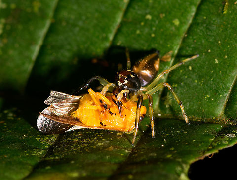 Leopard Jumping Spider - front view, La Isla Escondida, Colombia It's a well known fact that jumping spiders are amazing hunters. Yet this observation is a display of a skill we did not know about. When discovering a jumping spider, they soon discover you. After that it's typically a game of hide and seek as you try to keep finding it again as it navigates across a complex 3D scene of leafs.
https://www.jungledragon.com/image/73260/leopard_jumping_spider_la_isla_escondida_colombia.html
https://www.jungledragon.com/image/73261/leopard_jumping_spider_-_side_view_la_isla_escondida_colombia.html
This jumping spider didn't have the luxury to torment us as it just had caught fresh prey. Instead of abandoning it to flee, it took this giant prey and jumped a few "stories" both up and down on different levels of foliage whilst carrying the prey. Effortlessly.  Colombia,Colombia 2018,Colombia South,La Isla Escondida,Putumayo,South America,World