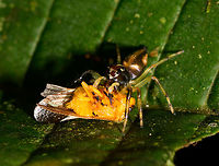 Leopard Jumping Spider - front view, La Isla Escondida, Colombia It's a well known fact that jumping spiders are amazing hunters. Yet this observation is a display of a skill we did not know about. When discovering a jumping spider, they soon discover you. After that it's typically a game of hide and seek as you try to keep finding it again as it navigates across a complex 3D scene of leafs.<br />
https://www.jungledragon.com/image/73260/leopard_jumping_spider_la_isla_escondida_colombia.html<br />
https://www.jungledragon.com/image/73261/leopard_jumping_spider_-_side_view_la_isla_escondida_colombia.html<br />
This jumping spider didn't have the luxury to torment us as it just had caught fresh prey. Instead of abandoning it to flee, it took this giant prey and jumped a few "stories" both up and down on different levels of foliage whilst carrying the prey. Effortlessly.  Colombia,Colombia 2018,Colombia South,La Isla Escondida,Putumayo,South America,World