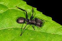 Giant Turtle Ant - worker, La Isla Escondida, Colombia This was a relatively quick snap, but of course only months later when trying to identify it do I discover that it's a pretty interesting species. Ants in the genus Cephalotes are characterized by their odd appearance. They have flat heads, a thorny thorax and a super smooth abdomen. They are called "turtle ants" but also "gliding ants" for their ability to drop from the canopy when there is danger, whilst steering themselves to safety during the fall. <br />
<br />
They are relatively slow ants that are omnivorous yet mostly focus on treehopper secretions. I'd also like to include this part from Wikipedia explaining the effectiveness of their armed body combined with social cohesion:<br />
<br />
"In one instance, a troop of army ants Nomamyrmex esenbeckii was seen attacking a colony, and the C. atratus workers made a living wall to defend the entrance, aligning their heavily sclerotinised heads to prevent the army ants from getting inside to attack their brood."<br />
<br />
If you've ever seen the mass scale brutality of army ants, you'd realize that withstanding such an attack is no small feat! Most insects don't stand a chance against such an invasion.<br />
https://www.jungledragon.com/image/73454/giant_turtle_ant_-_front_view_la_isla_escondida_colombia.html<br />
 Cephalotes atratus,Colombia,Colombia 2018,Colombia South,La Isla Escondida,Putumayo,South America,World,atratus