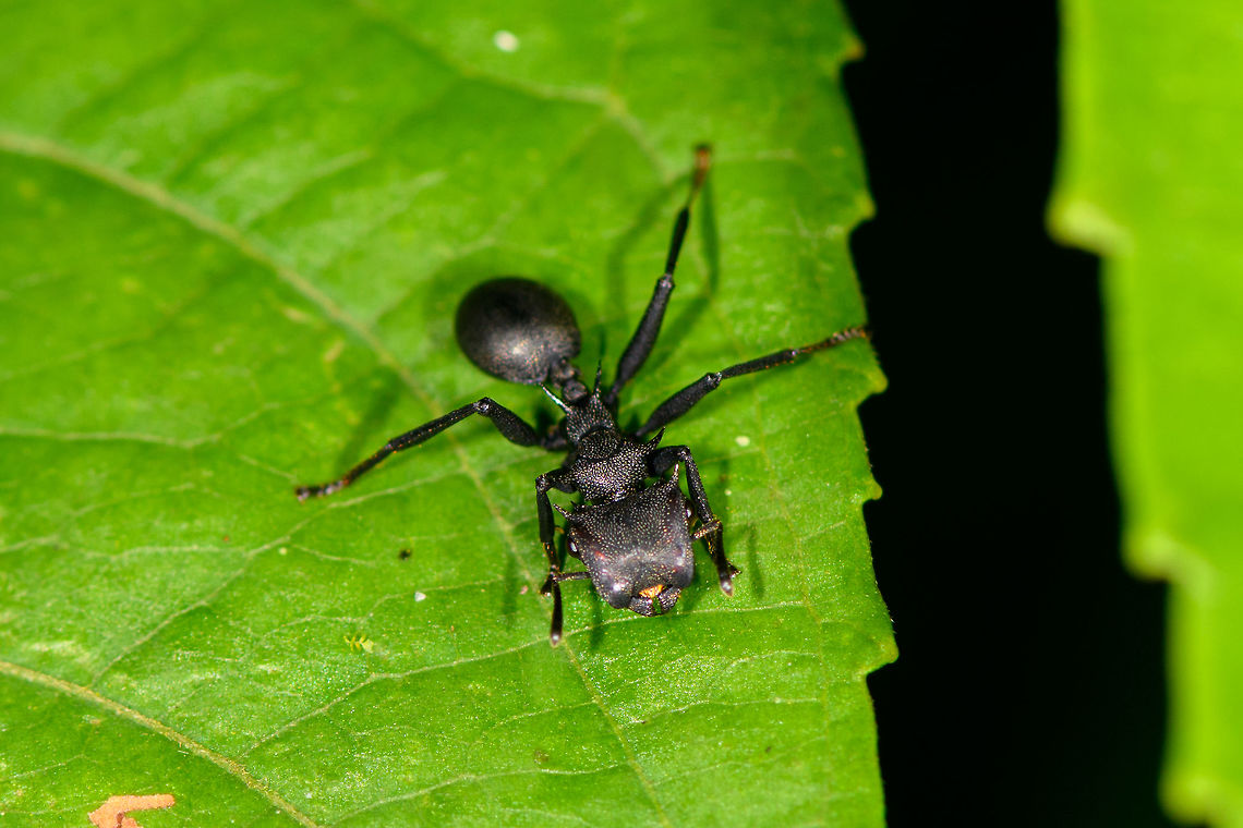 Giant Turtle Ant - front view, La Isla Escondida, Colombia This was a relatively quick snap, but of course only months later when trying to identify it do I discover that it&#039;s a pretty interesting species. Ants in the genus Cephalotes are characterized by their odd appearance. They have flat heads, a thorny thorax and a super smooth abdomen. They are called &quot;turtle ants&quot; but also &quot;gliding ants&quot; for their ability to drop from the canopy when there is danger, whilst steering themselves to safety during the fall.<br />
<br />
They are relatively slow ants that are omnivorous yet mostly focus on treehopper secretions. I&#039;d also like to include this part from Wikipedia explaining the effectiveness of their armed body combined with social cohesion:<br />
<br />
&quot;In one instance, a troop of army ants Nomamyrmex esenbeckii was seen attacking a colony, and the C. atratus workers made a living wall to defend the entrance, aligning their heavily sclerotinised heads to prevent the army ants from getting inside to attack their brood.&quot;<br />
<br />
If you&#039;ve ever seen the mass scale brutality of army ants, you&#039;d realize that withstanding such an attack is no small feat!<br />
<figure class="photo"><a href="https://www.jungledragon.com/image/73453/giant_turtle_ant_-_worker_la_isla_escondida_colombia.html" title="Giant Turtle Ant - worker, La Isla Escondida, Colombia"><img src="https://s3.amazonaws.com/media.jungledragon.com/images/2/73453_thumb.jpg?AWSAccessKeyId=05GMT0V3GWVNE7GGM1R2&Expires=1759968010&Signature=u%2BkJenbC6X%2BzxEMkTgkIVZ2jNPw%3D" width="200" height="134" alt="Giant Turtle Ant - worker, La Isla Escondida, Colombia This was a relatively quick snap, but of course only months later when trying to identify it do I discover that it&#039;s a pretty interesting species. Ants in the genus Cephalotes are characterized by their odd appearance. They have flat heads, a thorny thorax and a super smooth abdomen. They are called &quot;turtle ants&quot; but also &quot;gliding ants&quot; for their ability to drop from the canopy when there is danger, whilst steering themselves to safety during the fall. <br />
<br />
They are relatively slow ants that are omnivorous yet mostly focus on treehopper secretions. I&#039;d also like to include this part from Wikipedia explaining the effectiveness of their armed body combined with social cohesion:<br />
<br />
&quot;In one instance, a troop of army ants Nomamyrmex esenbeckii was seen attacking a colony, and the C. atratus workers made a living wall to defend the entrance, aligning their heavily sclerotinised heads to prevent the army ants from getting inside to attack their brood.&quot;<br />
<br />
If you&#039;ve ever seen the mass scale brutality of army ants, you&#039;d realize that withstanding such an attack is no small feat! Most insects don&#039;t stand a chance against such an invasion.<br />
https://www.jungledragon.com/image/73454/giant_turtle_ant_-_front_view_la_isla_escondida_colombia.html<br />
 Cephalotes atratus,Colombia,Colombia 2018,Colombia South,La Isla Escondida,Putumayo,South America,World,atratus" /></a></figure> Cephalotes atratus,Colombia,Colombia 2018,Colombia South,La Isla Escondida,Putumayo,South America,World,atratus