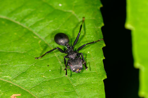 Giant Turtle Ant - front view, La Isla Escondida, Colombia This was a relatively quick snap, but of course only months later when trying to identify it do I discover that it's a pretty interesting species. Ants in the genus Cephalotes are characterized by their odd appearance. They have flat heads, a thorny thorax and a super smooth abdomen. They are called "turtle ants" but also "gliding ants" for their ability to drop from the canopy when there is danger, whilst steering themselves to safety during the fall.

They are relatively slow ants that are omnivorous yet mostly focus on treehopper secretions. I'd also like to include this part from Wikipedia explaining the effectiveness of their armed body combined with social cohesion:

"In one instance, a troop of army ants Nomamyrmex esenbeckii was seen attacking a colony, and the C. atratus workers made a living wall to defend the entrance, aligning their heavily sclerotinised heads to prevent the army ants from getting inside to attack their brood."

If you've ever seen the mass scale brutality of army ants, you'd realize that withstanding such an attack is no small feat!
https://www.jungledragon.com/image/73453/giant_turtle_ant_-_worker_la_isla_escondida_colombia.html Cephalotes atratus,Colombia,Colombia 2018,Colombia South,La Isla Escondida,Putumayo,South America,World,atratus
