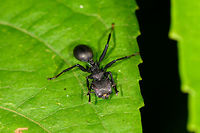 Giant Turtle Ant - front view, La Isla Escondida, Colombia This was a relatively quick snap, but of course only months later when trying to identify it do I discover that it's a pretty interesting species. Ants in the genus Cephalotes are characterized by their odd appearance. They have flat heads, a thorny thorax and a super smooth abdomen. They are called "turtle ants" but also "gliding ants" for their ability to drop from the canopy when there is danger, whilst steering themselves to safety during the fall.<br />
<br />
They are relatively slow ants that are omnivorous yet mostly focus on treehopper secretions. I'd also like to include this part from Wikipedia explaining the effectiveness of their armed body combined with social cohesion:<br />
<br />
"In one instance, a troop of army ants Nomamyrmex esenbeckii was seen attacking a colony, and the C. atratus workers made a living wall to defend the entrance, aligning their heavily sclerotinised heads to prevent the army ants from getting inside to attack their brood."<br />
<br />
If you've ever seen the mass scale brutality of army ants, you'd realize that withstanding such an attack is no small feat!<br />
https://www.jungledragon.com/image/73453/giant_turtle_ant_-_worker_la_isla_escondida_colombia.html Cephalotes atratus,Colombia,Colombia 2018,Colombia South,La Isla Escondida,Putumayo,South America,World,atratus