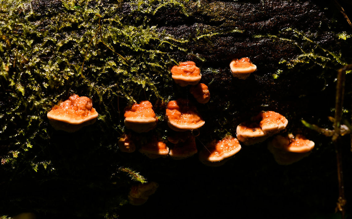 Orange bracker-like fungi on fallen tree, La Isla Escondida, Colombia Sorry, no other angles. Colombia,Colombia 2018,Colombia South,La Isla Escondida,Putumayo,South America,World
