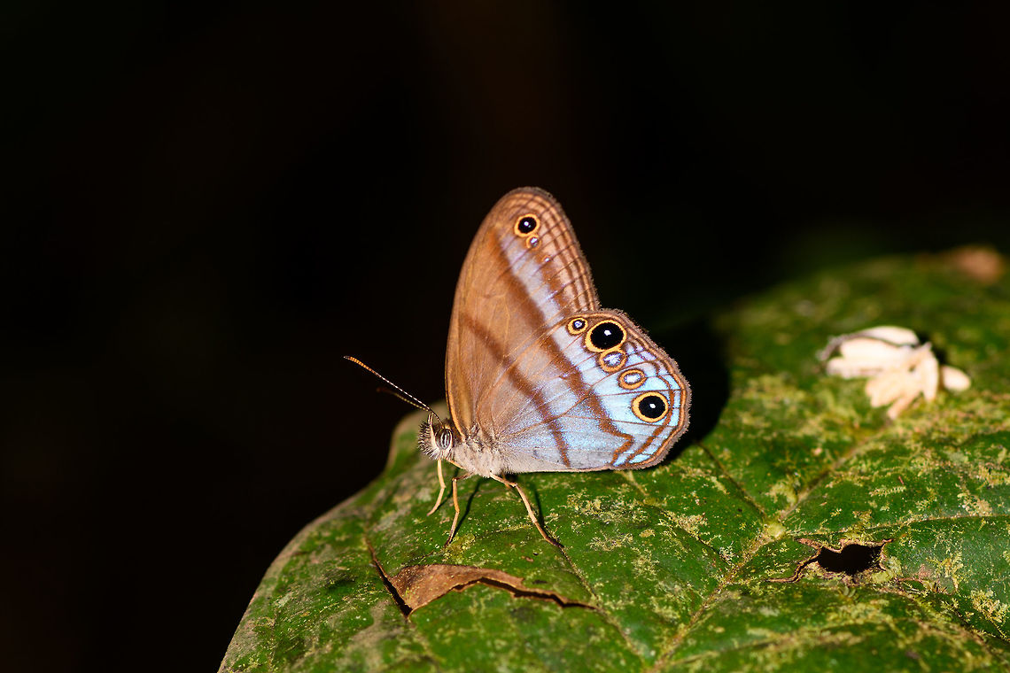Blue-smudged Satyr, La Isla Escondida, Colombia Another jewel from the shady undergrowth.  Chloreuptychia arnaca,Colombia,Colombia 2018,Colombia South,La Isla Escondida,Putumayo,South America,World