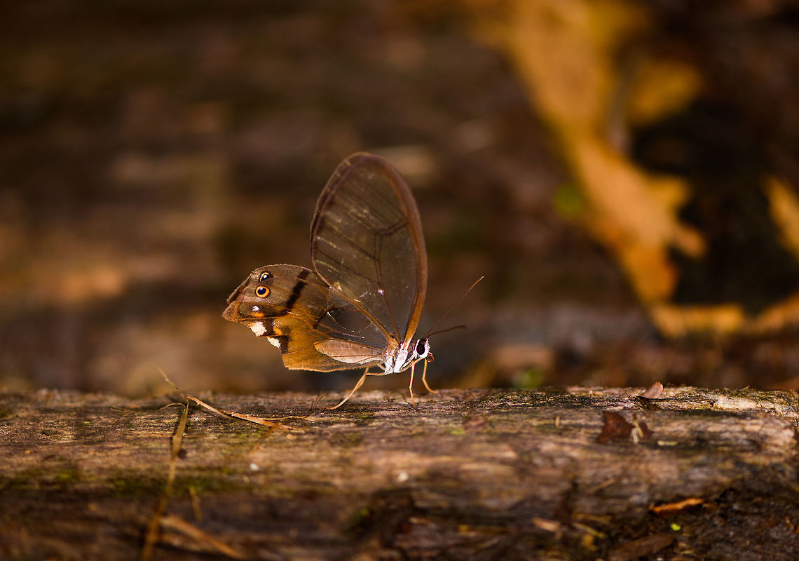 Amber phantom - 2, La Isla Escondida, Colombia A second observation of this elusive species on the same day, this one looks a bit roughed up. Amber phantom,Colombia,Colombia 2018,Colombia South,Haetera piera,La Isla Escondida,Putumayo,South America,World