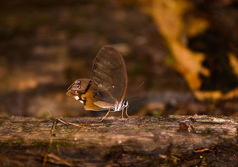 Amber phantom - 2, La Isla Escondida, Colombia A second observation of this elusive species on the same day, this one looks a bit roughed up. Amber phantom,Colombia,Colombia 2018,Colombia South,Haetera piera,La Isla Escondida,Putumayo,South America,World