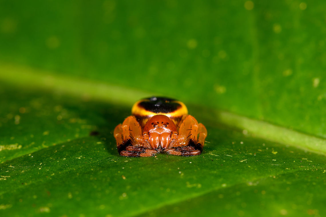 Stephanopoides simoni female, La Isla Escondida, Colombia A tiny, yet visually spectacular crab spider. We found it as seen, seemingly not that well camouflaged in its environment, unless it is trying to mimic something we don&#039;t know about. It is deep orange all over, yet the abdomen is black with a clear, thick yellow ring. <br />
<figure class="photo"><a href="https://www.jungledragon.com/image/73467/stephanopoides_simoni_female_-_top_view_la_isla_escondida_colombia.html" title="Stephanopoides simoni female - top view, La Isla Escondida, Colombia"><img src="https://s3.amazonaws.com/media.jungledragon.com/images/2/73467_thumb.jpg?AWSAccessKeyId=05GMT0V3GWVNE7GGM1R2&Expires=1759968010&Signature=iyTvYXKhV2Q3Wzz4inOc9hgHycE%3D" width="200" height="172" alt="Stephanopoides simoni female - top view, La Isla Escondida, Colombia A tiny, yet visually spectacular crab spider. We found it as seen, seemingly not that well camouflaged in its environment, unless it is trying to mimic something we don&#039;t know about. It is deep orange all over, yet the abdomen is black with a clear, thick yellow ring. <br />
https://www.jungledragon.com/image/73466/orange_crab_spider_la_isla_escondida_colombia.html<br />
https://www.jungledragon.com/image/73468/orange_crab_spider_-_closeup_la_isla_escondida_colombia.html Colombia,Colombia 2018,Colombia South,La Isla Escondida,Putumayo,South America,Stephanopoides simoni,World" /></a></figure><br />
<figure class="photo"><a href="https://www.jungledragon.com/image/73468/stephanopoides_simoni_female_-_closeup_la_isla_escondida_colombia.html" title="Stephanopoides simoni female - closeup, La Isla Escondida, Colombia"><img src="https://s3.amazonaws.com/media.jungledragon.com/images/2/73468_thumb.jpg?AWSAccessKeyId=05GMT0V3GWVNE7GGM1R2&Expires=1759968010&Signature=7021D8oQ5BWQoBAhaHZI6LMoNHM%3D" width="200" height="134" alt="Stephanopoides simoni female - closeup, La Isla Escondida, Colombia A tiny, yet visually spectacular crab spider. We found it as seen, seemingly not that well camouflaged in its environment, unless it is trying to mimic something we don&#039;t know about. It is deep orange all over, yet the abdomen is black with a clear, thick yellow ring. <br />
https://www.jungledragon.com/image/73466/orange_crab_spider_la_isla_escondida_colombia.html<br />
https://www.jungledragon.com/image/73467/orange_crab_spider_-_top_view_la_isla_escondida_colombia.html Colombia,Colombia 2018,Colombia South,Fall,Geotagged,La Isla Escondida,Putumayo,South America,Stephanopoides simoni,World" /></a></figure> Colombia,Colombia 2018,Colombia South,Fall,Geotagged,La Isla Escondida,Putumayo,South America,Stephanopoides simoni,World