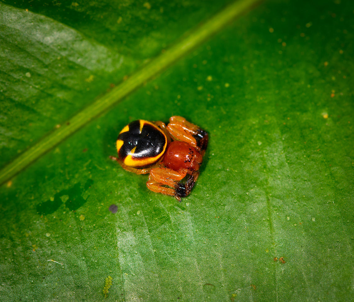 Stephanopoides simoni female - top view, La Isla Escondida, Colombia A tiny, yet visually spectacular crab spider. We found it as seen, seemingly not that well camouflaged in its environment, unless it is trying to mimic something we don&#039;t know about. It is deep orange all over, yet the abdomen is black with a clear, thick yellow ring. <br />
<figure class="photo"><a href="https://www.jungledragon.com/image/73466/stephanopoides_simoni_female_la_isla_escondida_colombia.html" title="Stephanopoides simoni female, La Isla Escondida, Colombia"><img src="https://s3.amazonaws.com/media.jungledragon.com/images/2/73466_thumb.jpg?AWSAccessKeyId=05GMT0V3GWVNE7GGM1R2&Expires=1767225610&Signature=lGYvamygW6NM9hMHZRb%2B94S0xZY%3D" width="200" height="134" alt="Stephanopoides simoni female, La Isla Escondida, Colombia A tiny, yet visually spectacular crab spider. We found it as seen, seemingly not that well camouflaged in its environment, unless it is trying to mimic something we don&#039;t know about. It is deep orange all over, yet the abdomen is black with a clear, thick yellow ring. <br />
https://www.jungledragon.com/image/73467/orange_crab_spider_-_top_view_la_isla_escondida_colombia.html<br />
https://www.jungledragon.com/image/73468/orange_crab_spider_-_closeup_la_isla_escondida_colombia.html Colombia,Colombia 2018,Colombia South,Fall,Geotagged,La Isla Escondida,Putumayo,South America,Stephanopoides simoni,World" /></a></figure><br />
<figure class="photo"><a href="https://www.jungledragon.com/image/73468/stephanopoides_simoni_female_-_closeup_la_isla_escondida_colombia.html" title="Stephanopoides simoni female - closeup, La Isla Escondida, Colombia"><img src="https://s3.amazonaws.com/media.jungledragon.com/images/2/73468_thumb.jpg?AWSAccessKeyId=05GMT0V3GWVNE7GGM1R2&Expires=1767225610&Signature=FAUkF7Ln0U4hut6alSlgfDtnPfM%3D" width="200" height="134" alt="Stephanopoides simoni female - closeup, La Isla Escondida, Colombia A tiny, yet visually spectacular crab spider. We found it as seen, seemingly not that well camouflaged in its environment, unless it is trying to mimic something we don&#039;t know about. It is deep orange all over, yet the abdomen is black with a clear, thick yellow ring. <br />
https://www.jungledragon.com/image/73466/orange_crab_spider_la_isla_escondida_colombia.html<br />
https://www.jungledragon.com/image/73467/orange_crab_spider_-_top_view_la_isla_escondida_colombia.html Colombia,Colombia 2018,Colombia South,Fall,Geotagged,La Isla Escondida,Putumayo,South America,Stephanopoides simoni,World" /></a></figure> Colombia,Colombia 2018,Colombia South,La Isla Escondida,Putumayo,South America,Stephanopoides simoni,World