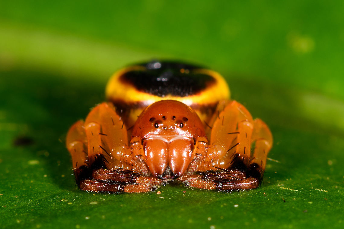 Stephanopoides simoni female - closeup, La Isla Escondida, Colombia A tiny, yet visually spectacular crab spider. We found it as seen, seemingly not that well camouflaged in its environment, unless it is trying to mimic something we don&#039;t know about. It is deep orange all over, yet the abdomen is black with a clear, thick yellow ring. <br />
<figure class="photo"><a href="https://www.jungledragon.com/image/73466/stephanopoides_simoni_female_la_isla_escondida_colombia.html" title="Stephanopoides simoni female, La Isla Escondida, Colombia"><img src="https://s3.amazonaws.com/media.jungledragon.com/images/2/73466_thumb.jpg?AWSAccessKeyId=05GMT0V3GWVNE7GGM1R2&Expires=1759968010&Signature=oOxv9UNv7pbQ%2BYJ8giUI%2F7Y5qgo%3D" width="200" height="134" alt="Stephanopoides simoni female, La Isla Escondida, Colombia A tiny, yet visually spectacular crab spider. We found it as seen, seemingly not that well camouflaged in its environment, unless it is trying to mimic something we don&#039;t know about. It is deep orange all over, yet the abdomen is black with a clear, thick yellow ring. <br />
https://www.jungledragon.com/image/73467/orange_crab_spider_-_top_view_la_isla_escondida_colombia.html<br />
https://www.jungledragon.com/image/73468/orange_crab_spider_-_closeup_la_isla_escondida_colombia.html Colombia,Colombia 2018,Colombia South,Fall,Geotagged,La Isla Escondida,Putumayo,South America,Stephanopoides simoni,World" /></a></figure><br />
<figure class="photo"><a href="https://www.jungledragon.com/image/73467/stephanopoides_simoni_female_-_top_view_la_isla_escondida_colombia.html" title="Stephanopoides simoni female - top view, La Isla Escondida, Colombia"><img src="https://s3.amazonaws.com/media.jungledragon.com/images/2/73467_thumb.jpg?AWSAccessKeyId=05GMT0V3GWVNE7GGM1R2&Expires=1759968010&Signature=iyTvYXKhV2Q3Wzz4inOc9hgHycE%3D" width="200" height="172" alt="Stephanopoides simoni female - top view, La Isla Escondida, Colombia A tiny, yet visually spectacular crab spider. We found it as seen, seemingly not that well camouflaged in its environment, unless it is trying to mimic something we don&#039;t know about. It is deep orange all over, yet the abdomen is black with a clear, thick yellow ring. <br />
https://www.jungledragon.com/image/73466/orange_crab_spider_la_isla_escondida_colombia.html<br />
https://www.jungledragon.com/image/73468/orange_crab_spider_-_closeup_la_isla_escondida_colombia.html Colombia,Colombia 2018,Colombia South,La Isla Escondida,Putumayo,South America,Stephanopoides simoni,World" /></a></figure> Colombia,Colombia 2018,Colombia South,Fall,Geotagged,La Isla Escondida,Putumayo,South America,Stephanopoides simoni,World