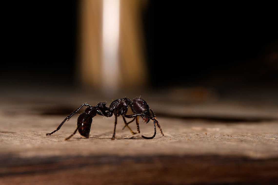 Bullet ant posing, La Isla Escondida, Colombia Disclaimer: this bullet ant was found by our guide in the forest of La Isla Escondida. Next it was fridged for 20 minutes to calm it down, photographed for 5 mins on a table, and then released, alive and seemingly unharmed. I'm not a big fan of the practice of fridging. I don't judge others doing it, I just try to be as least invasive as possible when photographing subjects, as I do not think my wish for a photo outweighs the well-being of the subject. I did not fridge this one, but I did not stop it either.<br />
<br />
On the upside, it seemed fine and it's not every day that you can take macro shots of a bullet ant inches away from your head and it being relatively calm. Which didn't last long. It was rubbing and cleaning itself to warm up, making a pretty angry impression, and rightfully so. It became more active with every passing second, so I hope you enjoy the few quick shots I could get of this ticking time bomb.<br />
<figure class="photo"><a href="https://www.jungledragon.com/image/73470/bullet_ant_posing_-_head_la_isla_escondida_colombia.html" title="Bullet ant posing - head, La Isla Escondida, Colombia"><img src="https://s3.amazonaws.com/media.jungledragon.com/images/2/73470_thumb.jpg?AWSAccessKeyId=05GMT0V3GWVNE7GGM1R2&Expires=1770854410&Signature=Dv2BO7Fzwq%2BeyuqhUWqJ4lGoImk%3D" width="200" height="162" alt="Bullet ant posing - head, La Isla Escondida, Colombia Disclaimer: this bullet ant was found by our guide in the forest of La Isla Escondida. Next it was fridged for 20 minutes to calm it down, photographed for 5 mins on a table, and then released, alive and seemingly unharmed. I'm not a big fan of the practice of fridging. I don't judge others doing it, I just try to be as least invasive as possible when photographing subjects, as I do not think my wish for a photo outweighs the well-being of the subject. I did not fridge this one, but I did not stop it either.<br />
<br />
On the upside, it seemed fine and it's not every day that you can take macro shots of a bullet ant inches away from your head and it being relatively calm. Which didn't last long. It was rubbing and cleaning itself to warm up, making a pretty angry impression, and rightfully so. It became more active with every passing second, so I hope you enjoy the few quick shots I could get of this ticking time bomb.<br />
https://www.jungledragon.com/image/73469/bullet_ant_posing_la_isla_escondida_colombia.html<br />
https://www.jungledragon.com/image/73471/bullet_ant_posing_-_side_view_la_isla_escondida_colombia.html<br />
https://www.jungledragon.com/image/73472/bullet_ant_posing_-_frontal_la_isla_escondida_colombia.html Bullet Ant,Colombia,Colombia 2018,Colombia South,La Isla Escondida,Paraponera clavata,Putumayo,South America,World" /></a></figure><br />
<figure class="photo"><a href="https://www.jungledragon.com/image/73471/bullet_ant_posing_-_side_view_la_isla_escondida_colombia.html" title="Bullet ant posing - side view, La Isla Escondida, Colombia"><img src="https://s3.amazonaws.com/media.jungledragon.com/images/2/73471_thumb.jpg?AWSAccessKeyId=05GMT0V3GWVNE7GGM1R2&Expires=1770854410&Signature=lkmNCthD7ES9fq2bJ1Otoi8I1uA%3D" width="146" height="152" alt="Bullet ant posing - side view, La Isla Escondida, Colombia Disclaimer: this bullet ant was found by our guide in the forest of La Isla Escondida. Next it was fridged for 20 minutes to calm it down, photographed for 5 mins on a table, and then released, alive and seemingly unharmed. I'm not a big fan of the practice of fridging. I don't judge others doing it, I just try to be as least invasive as possible when photographing subjects, as I do not think my wish for a photo outweighs the well-being of the subject. I did not fridge this one, but I did not stop it either.<br />
<br />
On the upside, it seemed fine and it's not every day that you can take macro shots of a bullet ant inches away from your head and it being relatively calm. Which didn't last long. It was rubbing and cleaning itself to warm up, making a pretty angry impression, and rightfully so. It became more active with every passing second, so I hope you enjoy the few quick shots I could get of this ticking time bomb.<br />
https://www.jungledragon.com/image/73469/bullet_ant_posing_la_isla_escondida_colombia.html<br />
https://www.jungledragon.com/image/73470/bullet_ant_posing_-_head_la_isla_escondida_colombia.html<br />
https://www.jungledragon.com/image/73472/bullet_ant_posing_-_frontal_la_isla_escondida_colombia.html Bullet Ant,Colombia,Colombia 2018,Colombia South,Fall,Geotagged,La Isla Escondida,Paraponera clavata,Putumayo,South America,World" /></a></figure><br />
<figure class="photo"><a href="https://www.jungledragon.com/image/73472/bullet_ant_posing_-_frontal_la_isla_escondida_colombia.html" title="Bullet ant posing - frontal, La Isla Escondida, Colombia"><img src="https://s3.amazonaws.com/media.jungledragon.com/images/2/73472_thumb.jpg?AWSAccessKeyId=05GMT0V3GWVNE7GGM1R2&Expires=1770854410&Signature=SD1uuPG4KynReXgmtwrWOCG2gvs%3D" width="200" height="134" alt="Bullet ant posing - frontal, La Isla Escondida, Colombia Disclaimer: this bullet ant was found by our guide in the forest of La Isla Escondida. Next it was fridged for 20 minutes to calm it down, photographed for 5 mins on a table, and then released, alive and seemingly unharmed. I'm not a big fan of the practice of fridging. I don't judge others doing it, I just try to be as least invasive as possible when photographing subjects, as I do not think my wish for a photo outweighs the well-being of the subject. I did not fridge this one, but I did not stop it either.<br />
<br />
On the upside, it seemed fine and it's not every day that you can take macro shots of a bullet ant inches away from your head and it being relatively calm. Which didn't last long. It was rubbing and cleaning itself to warm up, making a pretty angry impression, and rightfully so. It became more active with every passing second, so I hope you enjoy the few quick shots I could get of this ticking time bomb.<br />
https://www.jungledragon.com/image/73469/bullet_ant_posing_la_isla_escondida_colombia.html<br />
https://www.jungledragon.com/image/73470/bullet_ant_posing_-_head_la_isla_escondida_colombia.html<br />
https://www.jungledragon.com/image/73471/bullet_ant_posing_-_side_view_la_isla_escondida_colombia.html Colombia,Colombia 2018,Colombia South,La Isla Escondida,Putumayo,South America,World" /></a></figure> Bullet Ant,Colombia,Colombia 2018,Colombia South,Fall,Geotagged,La Isla Escondida,Paraponera clavata,Putumayo,South America,World