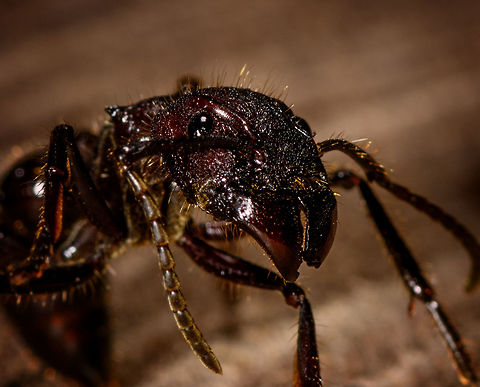 Bullet ant posing - head, La Isla Escondida, Colombia Disclaimer: this bullet ant was found by our guide in the forest of La Isla Escondida. Next it was fridged for 20 minutes to calm it down, photographed for 5 mins on a table, and then released, alive and seemingly unharmed. I'm not a big fan of the practice of fridging. I don't judge others doing it, I just try to be as least invasive as possible when photographing subjects, as I do not think my wish for a photo outweighs the well-being of the subject. I did not fridge this one, but I did not stop it either.
On the upside, it seemed fine and it's not every day that you can take macro shots of a bullet ant inches away from your head and it being relatively calm. Which didn't last long. It was rubbing and cleaning itself to warm up, making a pretty angry impression, and rightfully so. It became more active with every passing second, so I hope you enjoy the few quick shots I could get of this ticking time bomb.
https://www.jungledragon.com/image/73469/bullet_ant_posing_la_isla_escondida_colombia.html
https://www.jungledragon.com/image/73471/bullet_ant_posing_-_side_view_la_isla_escondida_colombia.html
https://www.jungledragon.com/image/73472/bullet_ant_posing_-_frontal_la_isla_escondida_colombia.html Bullet Ant,Colombia,Colombia 2018,Colombia South,La Isla Escondida,Paraponera clavata,Putumayo,South America,World