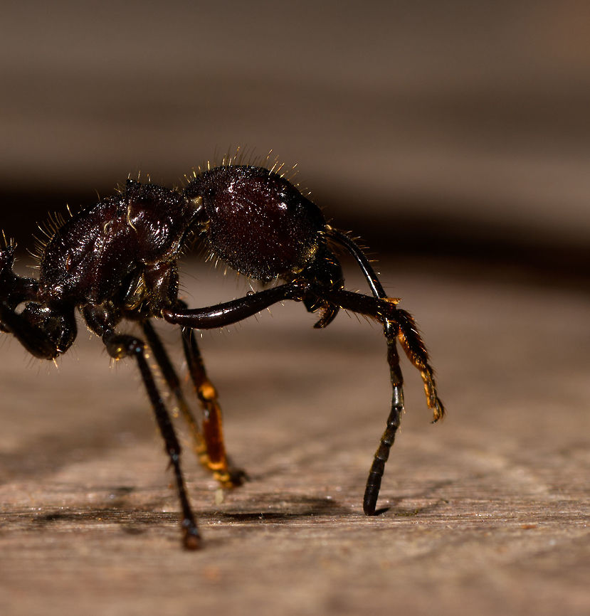 Bullet ant posing - side view, La Isla Escondida, Colombia Disclaimer: this bullet ant was found by our guide in the forest of La Isla Escondida. Next it was fridged for 20 minutes to calm it down, photographed for 5 mins on a table, and then released, alive and seemingly unharmed. I'm not a big fan of the practice of fridging. I don't judge others doing it, I just try to be as least invasive as possible when photographing subjects, as I do not think my wish for a photo outweighs the well-being of the subject. I did not fridge this one, but I did not stop it either.<br />
<br />
On the upside, it seemed fine and it's not every day that you can take macro shots of a bullet ant inches away from your head and it being relatively calm. Which didn't last long. It was rubbing and cleaning itself to warm up, making a pretty angry impression, and rightfully so. It became more active with every passing second, so I hope you enjoy the few quick shots I could get of this ticking time bomb.<br />
<figure class="photo"><a href="https://www.jungledragon.com/image/73469/bullet_ant_posing_la_isla_escondida_colombia.html" title="Bullet ant posing, La Isla Escondida, Colombia"><img src="https://s3.amazonaws.com/media.jungledragon.com/images/2/73469_thumb.jpg?AWSAccessKeyId=05GMT0V3GWVNE7GGM1R2&Expires=1770854410&Signature=l6vUl77XR9bsPPuato57mXH%2BdnQ%3D" width="200" height="134" alt="Bullet ant posing, La Isla Escondida, Colombia Disclaimer: this bullet ant was found by our guide in the forest of La Isla Escondida. Next it was fridged for 20 minutes to calm it down, photographed for 5 mins on a table, and then released, alive and seemingly unharmed. I'm not a big fan of the practice of fridging. I don't judge others doing it, I just try to be as least invasive as possible when photographing subjects, as I do not think my wish for a photo outweighs the well-being of the subject. I did not fridge this one, but I did not stop it either.<br />
<br />
On the upside, it seemed fine and it's not every day that you can take macro shots of a bullet ant inches away from your head and it being relatively calm. Which didn't last long. It was rubbing and cleaning itself to warm up, making a pretty angry impression, and rightfully so. It became more active with every passing second, so I hope you enjoy the few quick shots I could get of this ticking time bomb.<br />
https://www.jungledragon.com/image/73470/bullet_ant_posing_-_head_la_isla_escondida_colombia.html<br />
https://www.jungledragon.com/image/73471/bullet_ant_posing_-_side_view_la_isla_escondida_colombia.html<br />
https://www.jungledragon.com/image/73472/bullet_ant_posing_-_frontal_la_isla_escondida_colombia.html Bullet Ant,Colombia,Colombia 2018,Colombia South,Fall,Geotagged,La Isla Escondida,Paraponera clavata,Putumayo,South America,World" /></a></figure><br />
<figure class="photo"><a href="https://www.jungledragon.com/image/73470/bullet_ant_posing_-_head_la_isla_escondida_colombia.html" title="Bullet ant posing - head, La Isla Escondida, Colombia"><img src="https://s3.amazonaws.com/media.jungledragon.com/images/2/73470_thumb.jpg?AWSAccessKeyId=05GMT0V3GWVNE7GGM1R2&Expires=1770854410&Signature=Dv2BO7Fzwq%2BeyuqhUWqJ4lGoImk%3D" width="200" height="162" alt="Bullet ant posing - head, La Isla Escondida, Colombia Disclaimer: this bullet ant was found by our guide in the forest of La Isla Escondida. Next it was fridged for 20 minutes to calm it down, photographed for 5 mins on a table, and then released, alive and seemingly unharmed. I'm not a big fan of the practice of fridging. I don't judge others doing it, I just try to be as least invasive as possible when photographing subjects, as I do not think my wish for a photo outweighs the well-being of the subject. I did not fridge this one, but I did not stop it either.<br />
<br />
On the upside, it seemed fine and it's not every day that you can take macro shots of a bullet ant inches away from your head and it being relatively calm. Which didn't last long. It was rubbing and cleaning itself to warm up, making a pretty angry impression, and rightfully so. It became more active with every passing second, so I hope you enjoy the few quick shots I could get of this ticking time bomb.<br />
https://www.jungledragon.com/image/73469/bullet_ant_posing_la_isla_escondida_colombia.html<br />
https://www.jungledragon.com/image/73471/bullet_ant_posing_-_side_view_la_isla_escondida_colombia.html<br />
https://www.jungledragon.com/image/73472/bullet_ant_posing_-_frontal_la_isla_escondida_colombia.html Bullet Ant,Colombia,Colombia 2018,Colombia South,La Isla Escondida,Paraponera clavata,Putumayo,South America,World" /></a></figure><br />
<figure class="photo"><a href="https://www.jungledragon.com/image/73472/bullet_ant_posing_-_frontal_la_isla_escondida_colombia.html" title="Bullet ant posing - frontal, La Isla Escondida, Colombia"><img src="https://s3.amazonaws.com/media.jungledragon.com/images/2/73472_thumb.jpg?AWSAccessKeyId=05GMT0V3GWVNE7GGM1R2&Expires=1770854410&Signature=SD1uuPG4KynReXgmtwrWOCG2gvs%3D" width="200" height="134" alt="Bullet ant posing - frontal, La Isla Escondida, Colombia Disclaimer: this bullet ant was found by our guide in the forest of La Isla Escondida. Next it was fridged for 20 minutes to calm it down, photographed for 5 mins on a table, and then released, alive and seemingly unharmed. I'm not a big fan of the practice of fridging. I don't judge others doing it, I just try to be as least invasive as possible when photographing subjects, as I do not think my wish for a photo outweighs the well-being of the subject. I did not fridge this one, but I did not stop it either.<br />
<br />
On the upside, it seemed fine and it's not every day that you can take macro shots of a bullet ant inches away from your head and it being relatively calm. Which didn't last long. It was rubbing and cleaning itself to warm up, making a pretty angry impression, and rightfully so. It became more active with every passing second, so I hope you enjoy the few quick shots I could get of this ticking time bomb.<br />
https://www.jungledragon.com/image/73469/bullet_ant_posing_la_isla_escondida_colombia.html<br />
https://www.jungledragon.com/image/73470/bullet_ant_posing_-_head_la_isla_escondida_colombia.html<br />
https://www.jungledragon.com/image/73471/bullet_ant_posing_-_side_view_la_isla_escondida_colombia.html Colombia,Colombia 2018,Colombia South,La Isla Escondida,Putumayo,South America,World" /></a></figure> Bullet Ant,Colombia,Colombia 2018,Colombia South,Fall,Geotagged,La Isla Escondida,Paraponera clavata,Putumayo,South America,World
