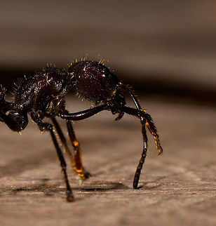 Bullet ant posing - side view, La Isla Escondida, Colombia Disclaimer: this bullet ant was found by our guide in the forest of La Isla Escondida. Next it was fridged for 20 minutes to calm it down, photographed for 5 mins on a table, and then released, alive and seemingly unharmed. I'm not a big fan of the practice of fridging. I don't judge others doing it, I just try to be as least invasive as possible when photographing subjects, as I do not think my wish for a photo outweighs the well-being of the subject. I did not fridge this one, but I did not stop it either.

On the upside, it seemed fine and it's not every day that you can take macro shots of a bullet ant inches away from your head and it being relatively calm. Which didn't last long. It was rubbing and cleaning itself to warm up, making a pretty angry impression, and rightfully so. It became more active with every passing second, so I hope you enjoy the few quick shots I could get of this ticking time bomb.
https://www.jungledragon.com/image/73469/bullet_ant_posing_la_isla_escondida_colombia.html
https://www.jungledragon.com/image/73470/bullet_ant_posing_-_head_la_isla_escondida_colombia.html
https://www.jungledragon.com/image/73472/bullet_ant_posing_-_frontal_la_isla_escondida_colombia.html Bullet Ant,Colombia,Colombia 2018,Colombia South,Fall,Geotagged,La Isla Escondida,Paraponera clavata,Putumayo,South America,World