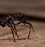 Bullet ant posing - side view, La Isla Escondida, Colombia Disclaimer: this bullet ant was found by our guide in the forest of La Isla Escondida. Next it was fridged for 20 minutes to calm it down, photographed for 5 mins on a table, and then released, alive and seemingly unharmed. I'm not a big fan of the practice of fridging. I don't judge others doing it, I just try to be as least invasive as possible when photographing subjects, as I do not think my wish for a photo outweighs the well-being of the subject. I did not fridge this one, but I did not stop it either.<br />
<br />
On the upside, it seemed fine and it's not every day that you can take macro shots of a bullet ant inches away from your head and it being relatively calm. Which didn't last long. It was rubbing and cleaning itself to warm up, making a pretty angry impression, and rightfully so. It became more active with every passing second, so I hope you enjoy the few quick shots I could get of this ticking time bomb.<br />
https://www.jungledragon.com/image/73469/bullet_ant_posing_la_isla_escondida_colombia.html<br />
https://www.jungledragon.com/image/73470/bullet_ant_posing_-_head_la_isla_escondida_colombia.html<br />
https://www.jungledragon.com/image/73472/bullet_ant_posing_-_frontal_la_isla_escondida_colombia.html Bullet Ant,Colombia,Colombia 2018,Colombia South,Fall,Geotagged,La Isla Escondida,Paraponera clavata,Putumayo,South America,World