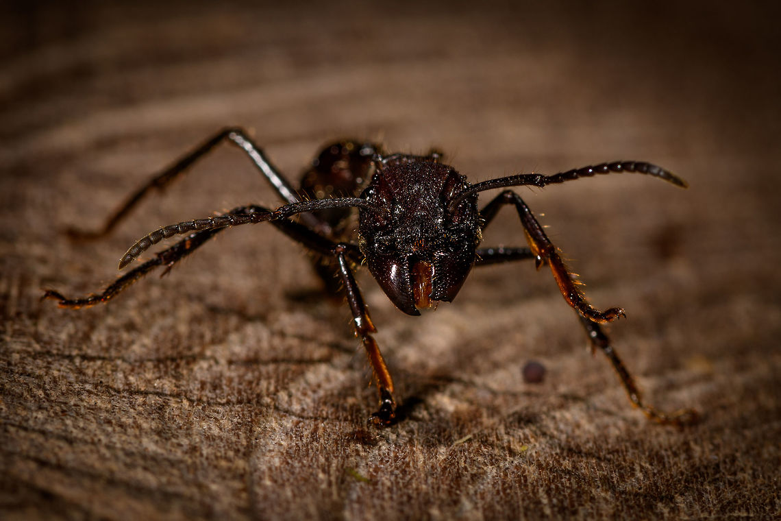 Bullet ant posing - frontal, La Isla Escondida, Colombia Disclaimer: this bullet ant was found by our guide in the forest of La Isla Escondida. Next it was fridged for 20 minutes to calm it down, photographed for 5 mins on a table, and then released, alive and seemingly unharmed. I'm not a big fan of the practice of fridging. I don't judge others doing it, I just try to be as least invasive as possible when photographing subjects, as I do not think my wish for a photo outweighs the well-being of the subject. I did not fridge this one, but I did not stop it either.<br />
<br />
On the upside, it seemed fine and it's not every day that you can take macro shots of a bullet ant inches away from your head and it being relatively calm. Which didn't last long. It was rubbing and cleaning itself to warm up, making a pretty angry impression, and rightfully so. It became more active with every passing second, so I hope you enjoy the few quick shots I could get of this ticking time bomb.<br />
<figure class="photo"><a href="https://www.jungledragon.com/image/73469/bullet_ant_posing_la_isla_escondida_colombia.html" title="Bullet ant posing, La Isla Escondida, Colombia"><img src="https://s3.amazonaws.com/media.jungledragon.com/images/2/73469_thumb.jpg?AWSAccessKeyId=05GMT0V3GWVNE7GGM1R2&Expires=1770854410&Signature=l6vUl77XR9bsPPuato57mXH%2BdnQ%3D" width="200" height="134" alt="Bullet ant posing, La Isla Escondida, Colombia Disclaimer: this bullet ant was found by our guide in the forest of La Isla Escondida. Next it was fridged for 20 minutes to calm it down, photographed for 5 mins on a table, and then released, alive and seemingly unharmed. I'm not a big fan of the practice of fridging. I don't judge others doing it, I just try to be as least invasive as possible when photographing subjects, as I do not think my wish for a photo outweighs the well-being of the subject. I did not fridge this one, but I did not stop it either.<br />
<br />
On the upside, it seemed fine and it's not every day that you can take macro shots of a bullet ant inches away from your head and it being relatively calm. Which didn't last long. It was rubbing and cleaning itself to warm up, making a pretty angry impression, and rightfully so. It became more active with every passing second, so I hope you enjoy the few quick shots I could get of this ticking time bomb.<br />
https://www.jungledragon.com/image/73470/bullet_ant_posing_-_head_la_isla_escondida_colombia.html<br />
https://www.jungledragon.com/image/73471/bullet_ant_posing_-_side_view_la_isla_escondida_colombia.html<br />
https://www.jungledragon.com/image/73472/bullet_ant_posing_-_frontal_la_isla_escondida_colombia.html Bullet Ant,Colombia,Colombia 2018,Colombia South,Fall,Geotagged,La Isla Escondida,Paraponera clavata,Putumayo,South America,World" /></a></figure><br />
<figure class="photo"><a href="https://www.jungledragon.com/image/73470/bullet_ant_posing_-_head_la_isla_escondida_colombia.html" title="Bullet ant posing - head, La Isla Escondida, Colombia"><img src="https://s3.amazonaws.com/media.jungledragon.com/images/2/73470_thumb.jpg?AWSAccessKeyId=05GMT0V3GWVNE7GGM1R2&Expires=1770854410&Signature=Dv2BO7Fzwq%2BeyuqhUWqJ4lGoImk%3D" width="200" height="162" alt="Bullet ant posing - head, La Isla Escondida, Colombia Disclaimer: this bullet ant was found by our guide in the forest of La Isla Escondida. Next it was fridged for 20 minutes to calm it down, photographed for 5 mins on a table, and then released, alive and seemingly unharmed. I'm not a big fan of the practice of fridging. I don't judge others doing it, I just try to be as least invasive as possible when photographing subjects, as I do not think my wish for a photo outweighs the well-being of the subject. I did not fridge this one, but I did not stop it either.<br />
<br />
On the upside, it seemed fine and it's not every day that you can take macro shots of a bullet ant inches away from your head and it being relatively calm. Which didn't last long. It was rubbing and cleaning itself to warm up, making a pretty angry impression, and rightfully so. It became more active with every passing second, so I hope you enjoy the few quick shots I could get of this ticking time bomb.<br />
https://www.jungledragon.com/image/73469/bullet_ant_posing_la_isla_escondida_colombia.html<br />
https://www.jungledragon.com/image/73471/bullet_ant_posing_-_side_view_la_isla_escondida_colombia.html<br />
https://www.jungledragon.com/image/73472/bullet_ant_posing_-_frontal_la_isla_escondida_colombia.html Bullet Ant,Colombia,Colombia 2018,Colombia South,La Isla Escondida,Paraponera clavata,Putumayo,South America,World" /></a></figure><br />
<figure class="photo"><a href="https://www.jungledragon.com/image/73471/bullet_ant_posing_-_side_view_la_isla_escondida_colombia.html" title="Bullet ant posing - side view, La Isla Escondida, Colombia"><img src="https://s3.amazonaws.com/media.jungledragon.com/images/2/73471_thumb.jpg?AWSAccessKeyId=05GMT0V3GWVNE7GGM1R2&Expires=1770854410&Signature=lkmNCthD7ES9fq2bJ1Otoi8I1uA%3D" width="146" height="152" alt="Bullet ant posing - side view, La Isla Escondida, Colombia Disclaimer: this bullet ant was found by our guide in the forest of La Isla Escondida. Next it was fridged for 20 minutes to calm it down, photographed for 5 mins on a table, and then released, alive and seemingly unharmed. I'm not a big fan of the practice of fridging. I don't judge others doing it, I just try to be as least invasive as possible when photographing subjects, as I do not think my wish for a photo outweighs the well-being of the subject. I did not fridge this one, but I did not stop it either.<br />
<br />
On the upside, it seemed fine and it's not every day that you can take macro shots of a bullet ant inches away from your head and it being relatively calm. Which didn't last long. It was rubbing and cleaning itself to warm up, making a pretty angry impression, and rightfully so. It became more active with every passing second, so I hope you enjoy the few quick shots I could get of this ticking time bomb.<br />
https://www.jungledragon.com/image/73469/bullet_ant_posing_la_isla_escondida_colombia.html<br />
https://www.jungledragon.com/image/73470/bullet_ant_posing_-_head_la_isla_escondida_colombia.html<br />
https://www.jungledragon.com/image/73472/bullet_ant_posing_-_frontal_la_isla_escondida_colombia.html Bullet Ant,Colombia,Colombia 2018,Colombia South,Fall,Geotagged,La Isla Escondida,Paraponera clavata,Putumayo,South America,World" /></a></figure> Colombia,Colombia 2018,Colombia South,La Isla Escondida,Putumayo,South America,World