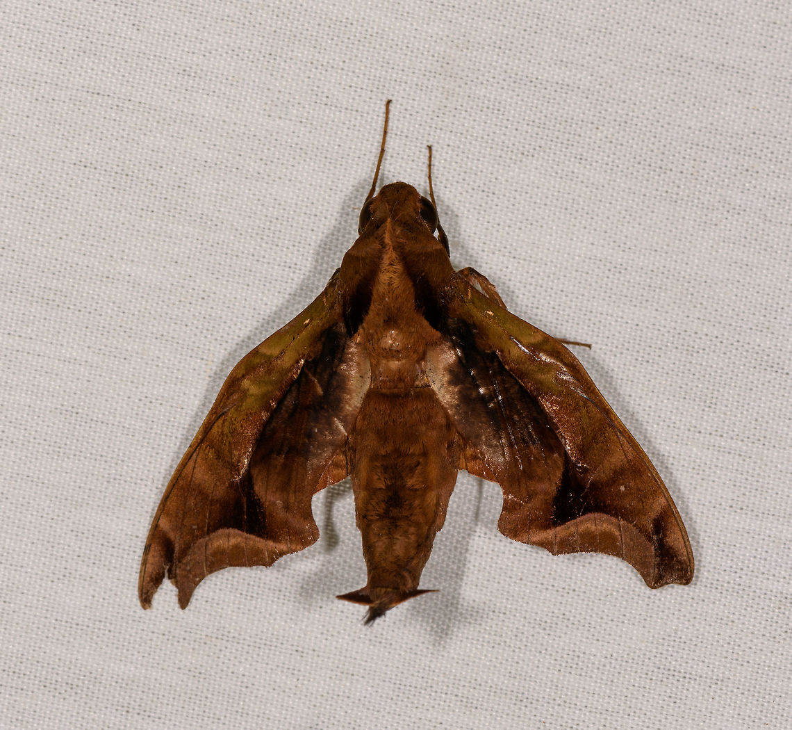 Enyo gorgon, La Isla Escondida, Colombia On our last night in La Isla Escondida, we did our second mothing session there. This session was relatively short compared to the first one, but let&#039;s see what we got. <br />
<br />
To those that did not see this earlier, we did 5 mothing nights across 3 locations during our 2018 Colombia trip. I&#039;m sharing each shot sequentially numbered in this list:<br />
<ul class="collections-simple"><li><a href="https://www.jungledragon.com/list/525" title="view as slideshow" class="button slideshow"><em class="fa fa-bookmark"></em>Moths of Colombia - 2018</a></li></ul><br />
In addition, later I plan to also make a plate, a giant poster with many of these moths cut out from their background, but don&#039;t hold your breath for that one, I&#039;m first sharing here :)<br />
<br />
As for this moth, I&#039;m thinking family Sphingidae. Colombia,Colombia 2018,Colombia South,Enyo gorgon,Fall,Geotagged,La Isla Escondida,Putumayo,South America,World,gorgon